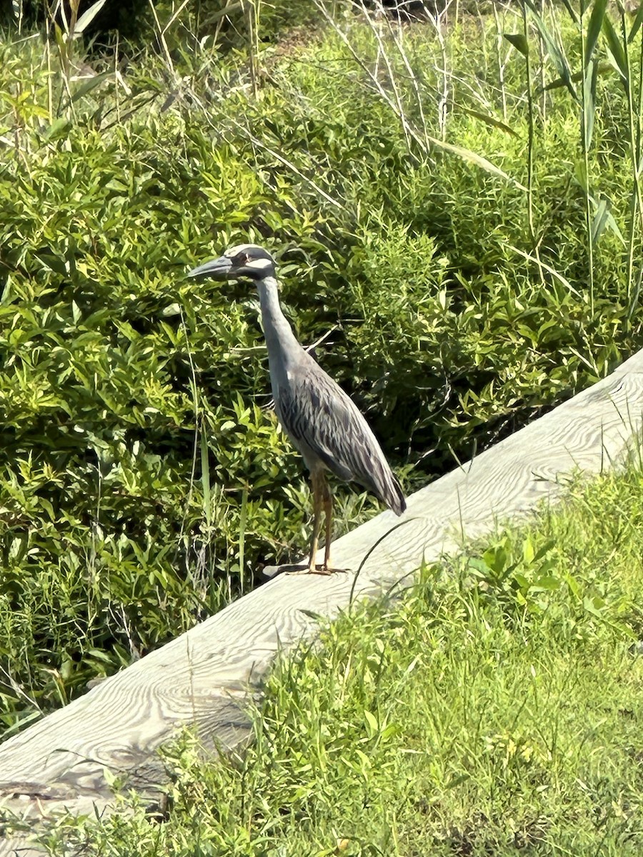 Yellow-crowned Night Heron - Cole Lundquist