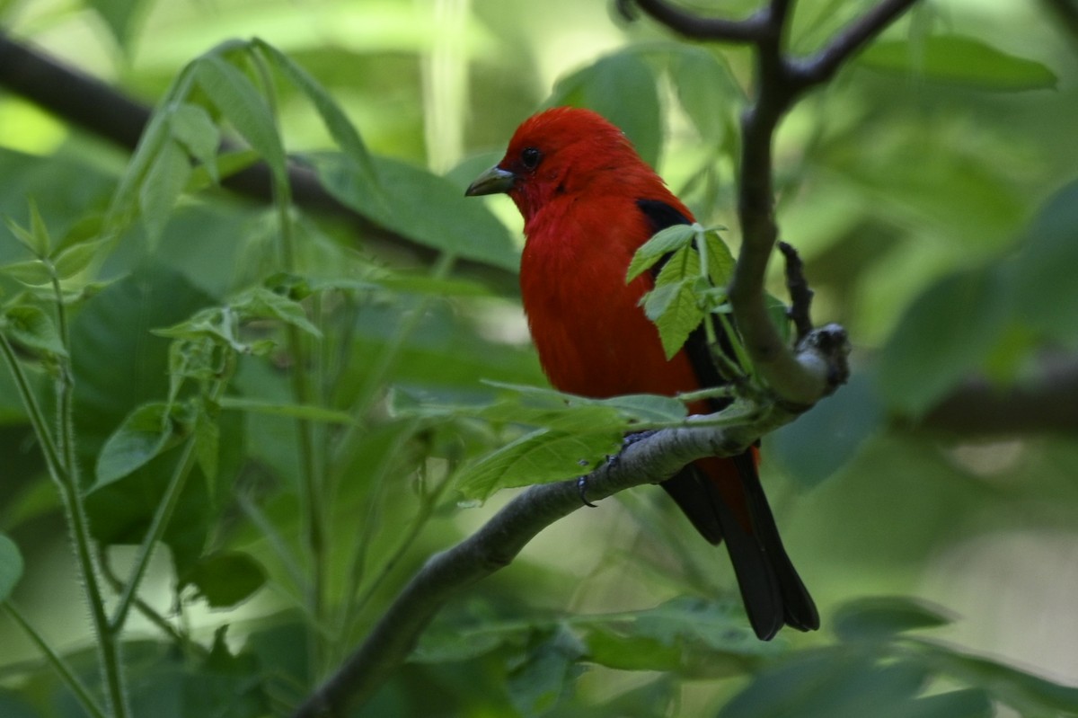 Scarlet Tanager - ML620305091