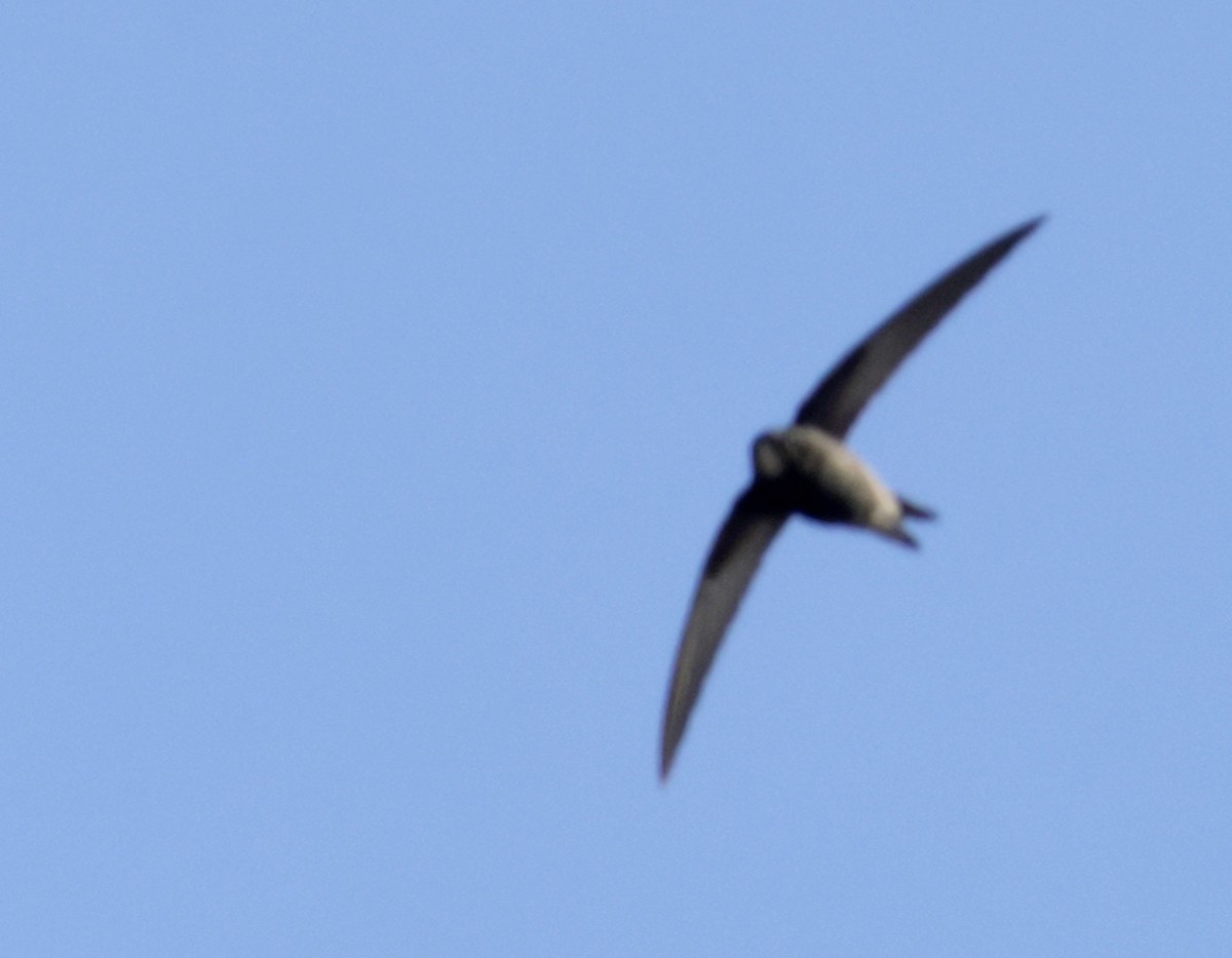 Common Swift - ML620305097