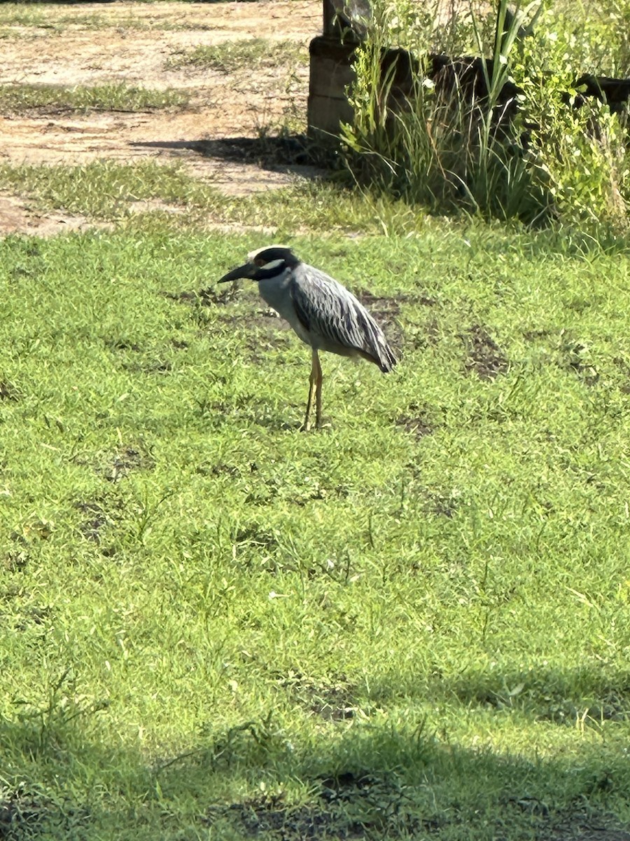 Yellow-crowned Night Heron - ML620305098