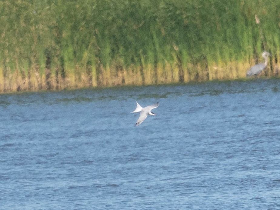 Forster's/Common Tern - ML620305102