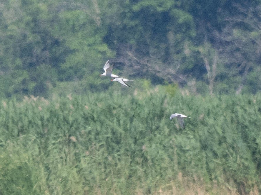 Forster's/Common Tern - ML620305103