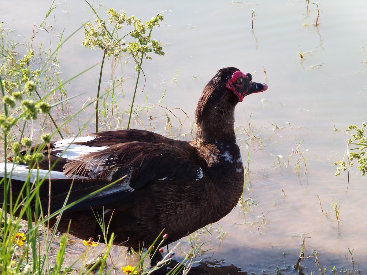 Muscovy Duck (Domestic type) - ML620305105