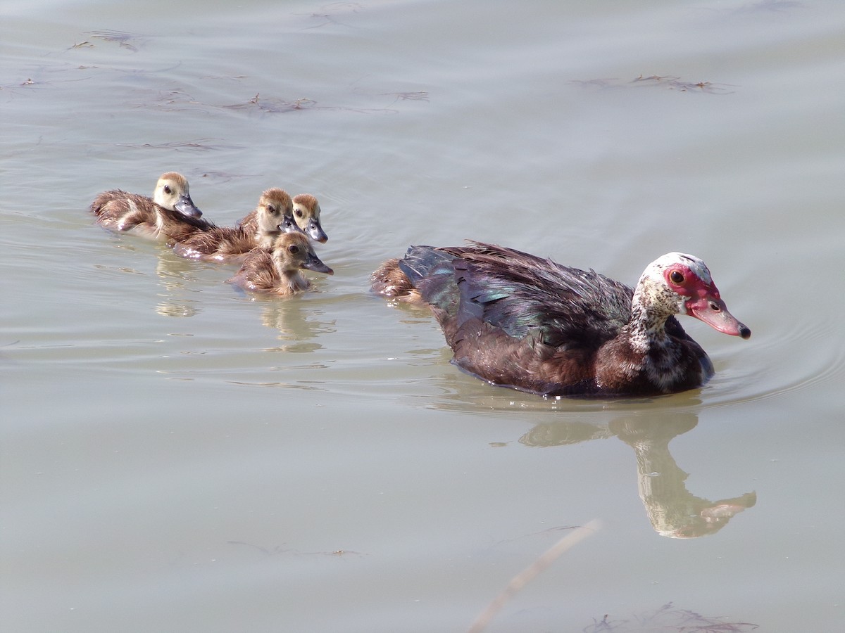 Muscovy Duck (Domestic type) - ML620305106