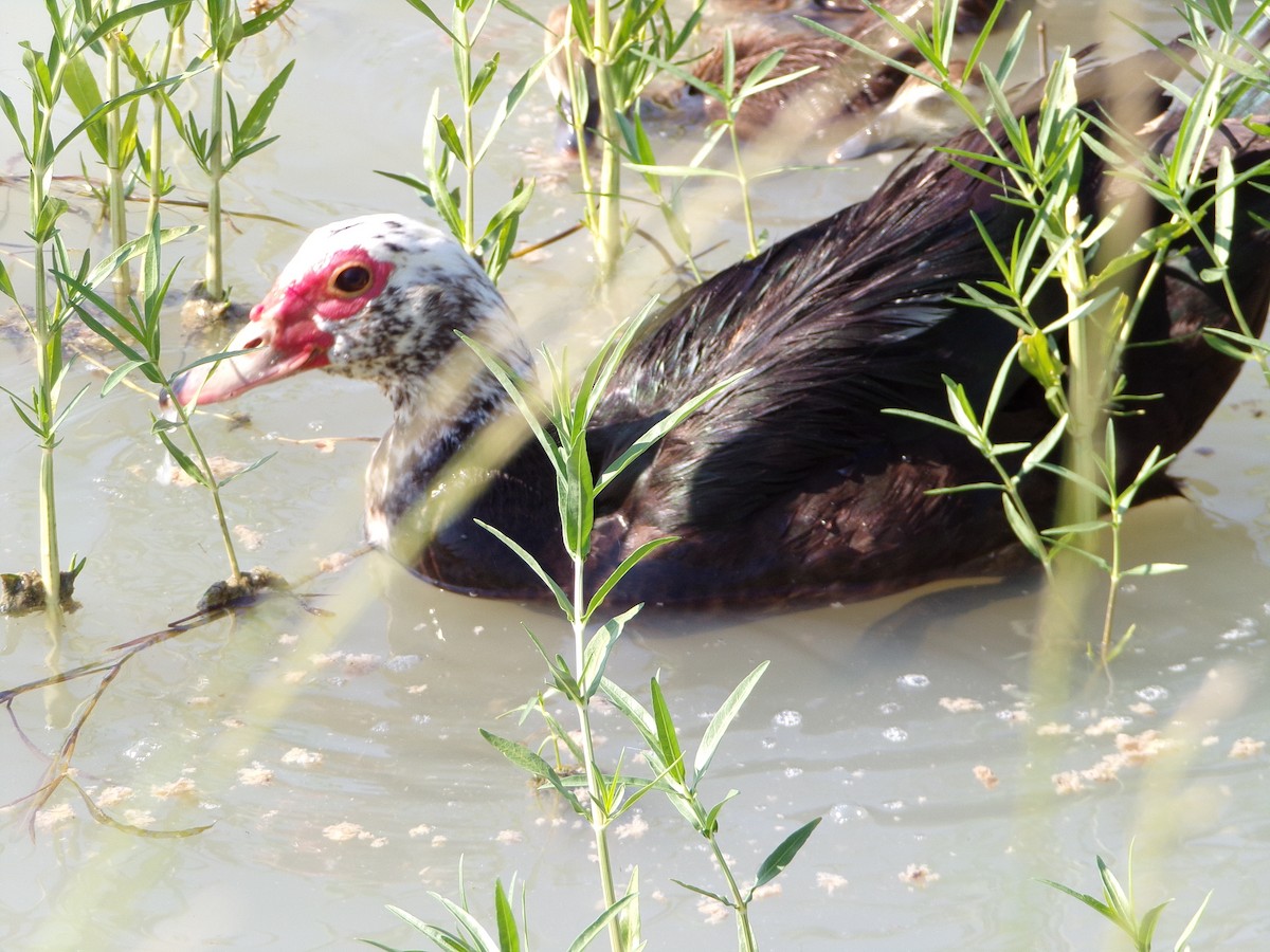 Muscovy Duck (Domestic type) - ML620305107