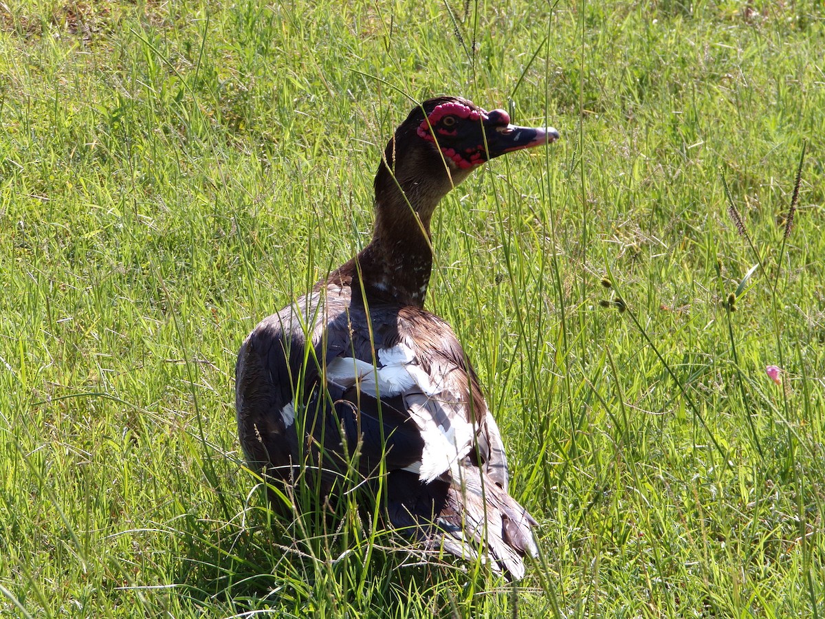 Muscovy Duck (Domestic type) - ML620305109