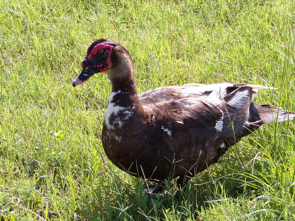 Muscovy Duck (Domestic type) - ML620305110