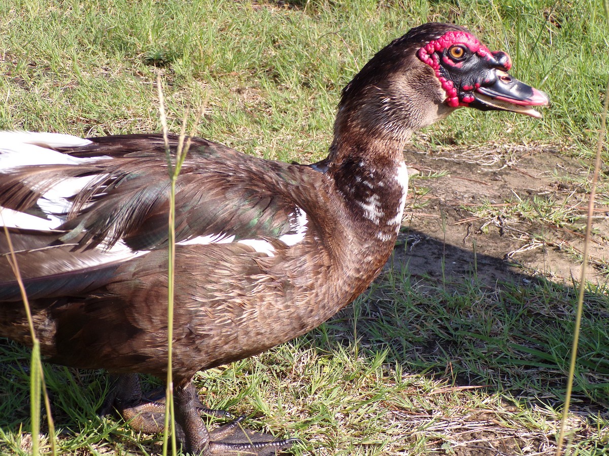 Muscovy Duck (Domestic type) - ML620305111