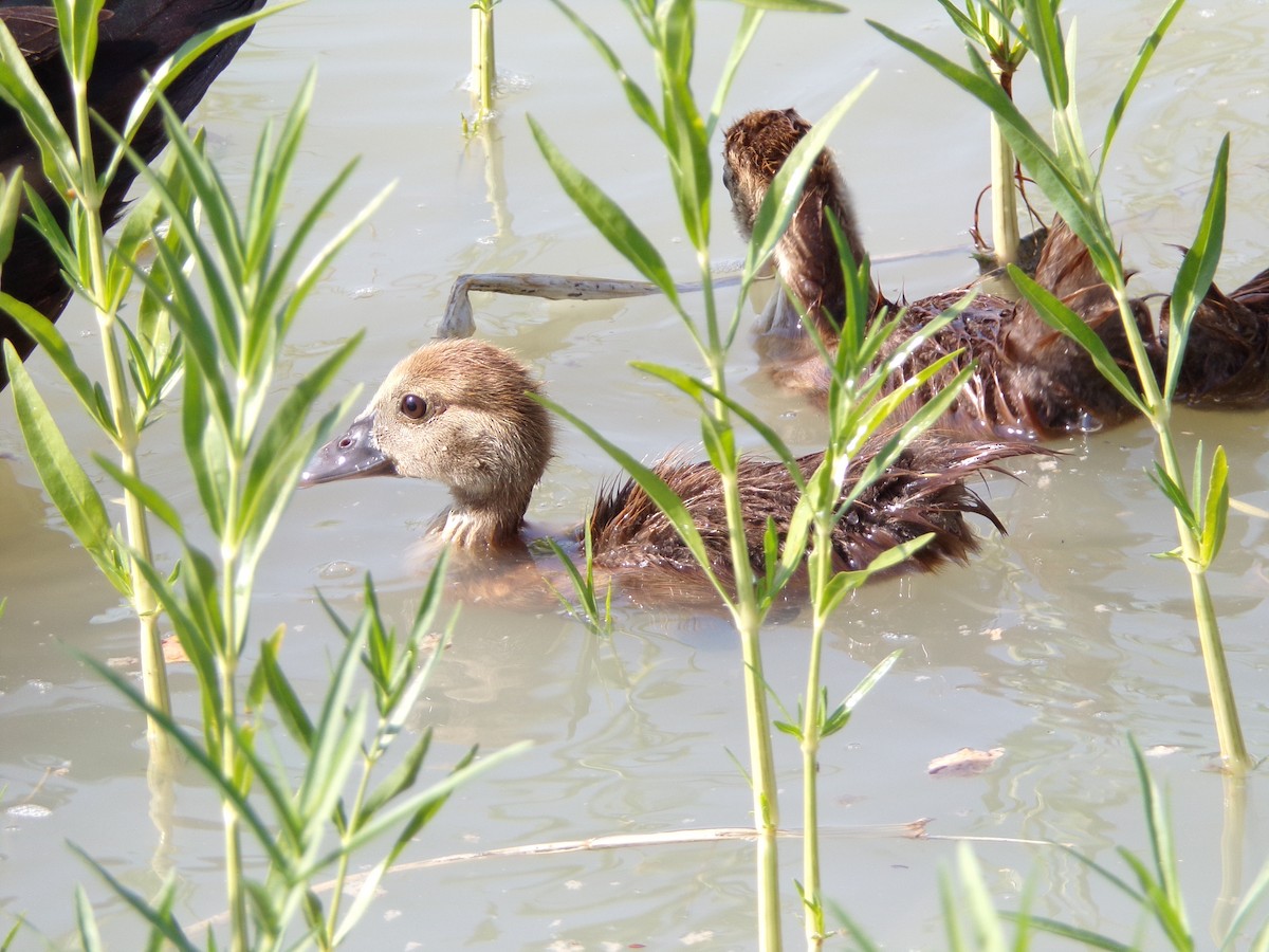 Muscovy Duck (Domestic type) - ML620305115