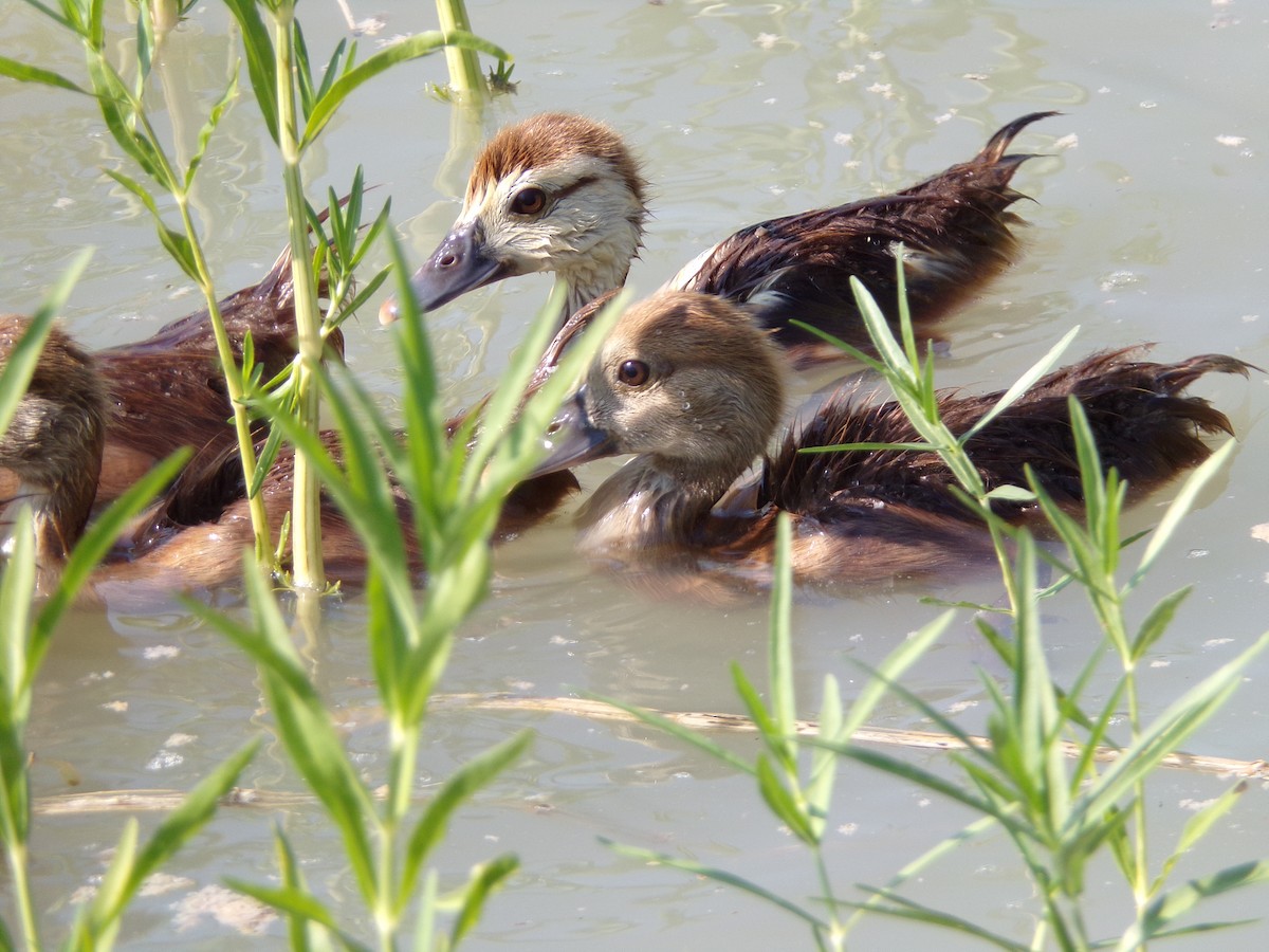 Muscovy Duck (Domestic type) - ML620305116