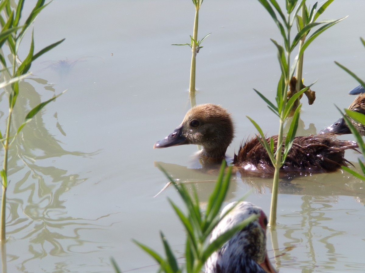 Muscovy Duck (Domestic type) - ML620305117