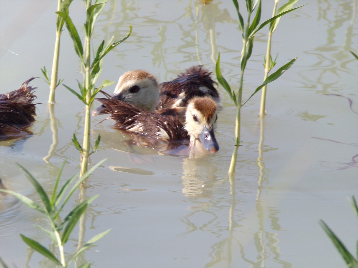 Muscovy Duck (Domestic type) - ML620305118