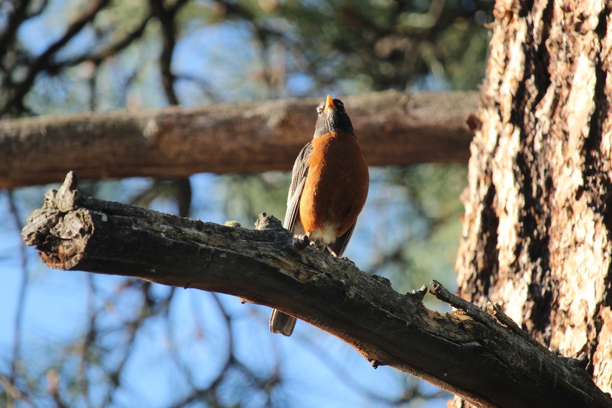 American Robin - ML620305121