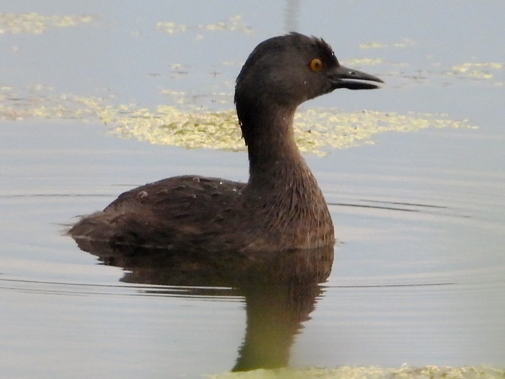 Least Grebe - ML620305122