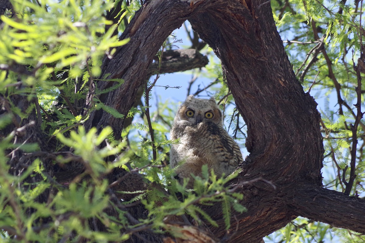 Great Horned Owl - ML620305125
