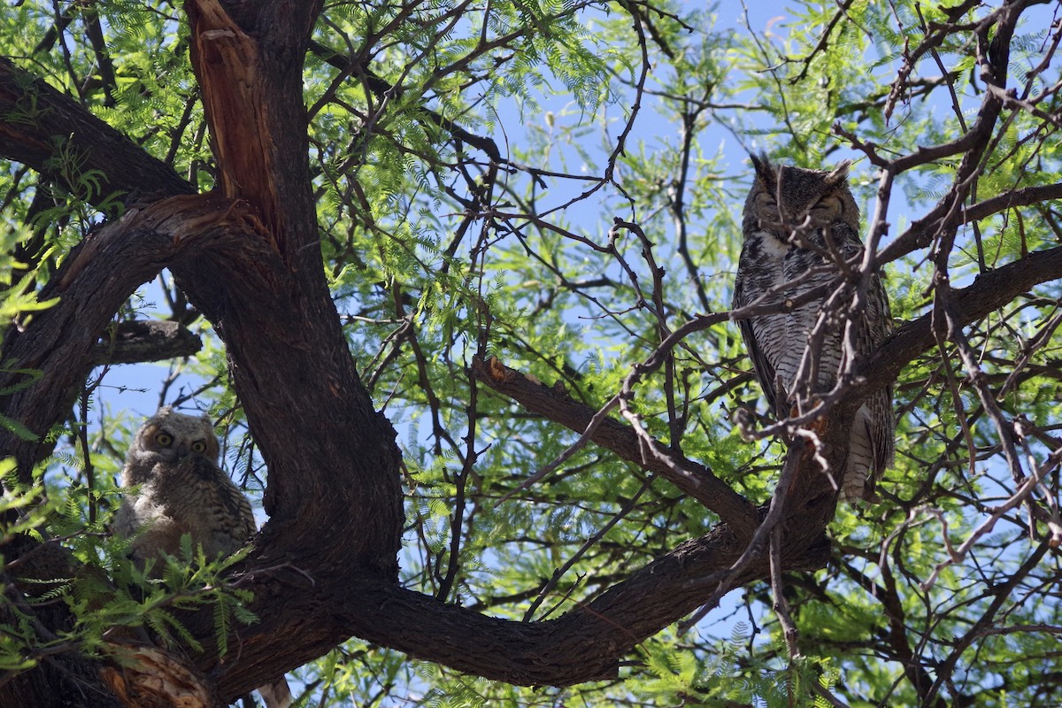 Great Horned Owl - ML620305126