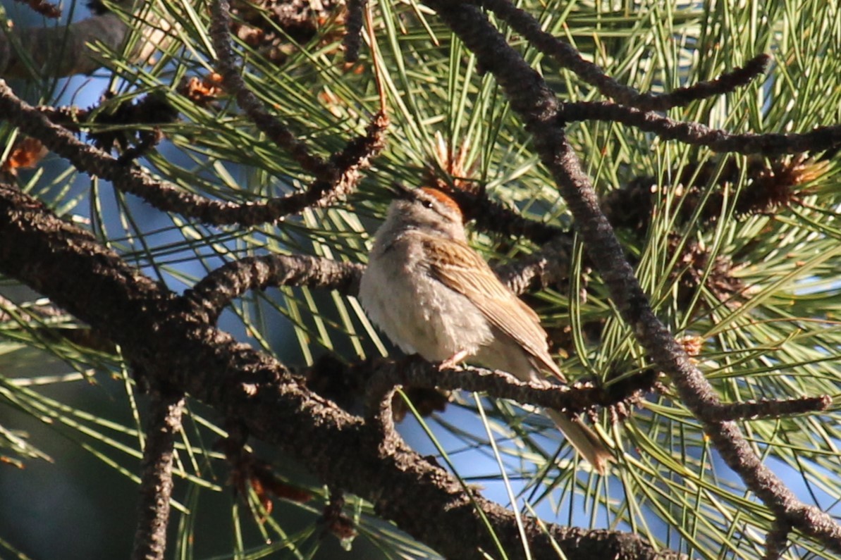 Chipping Sparrow - ML620305127