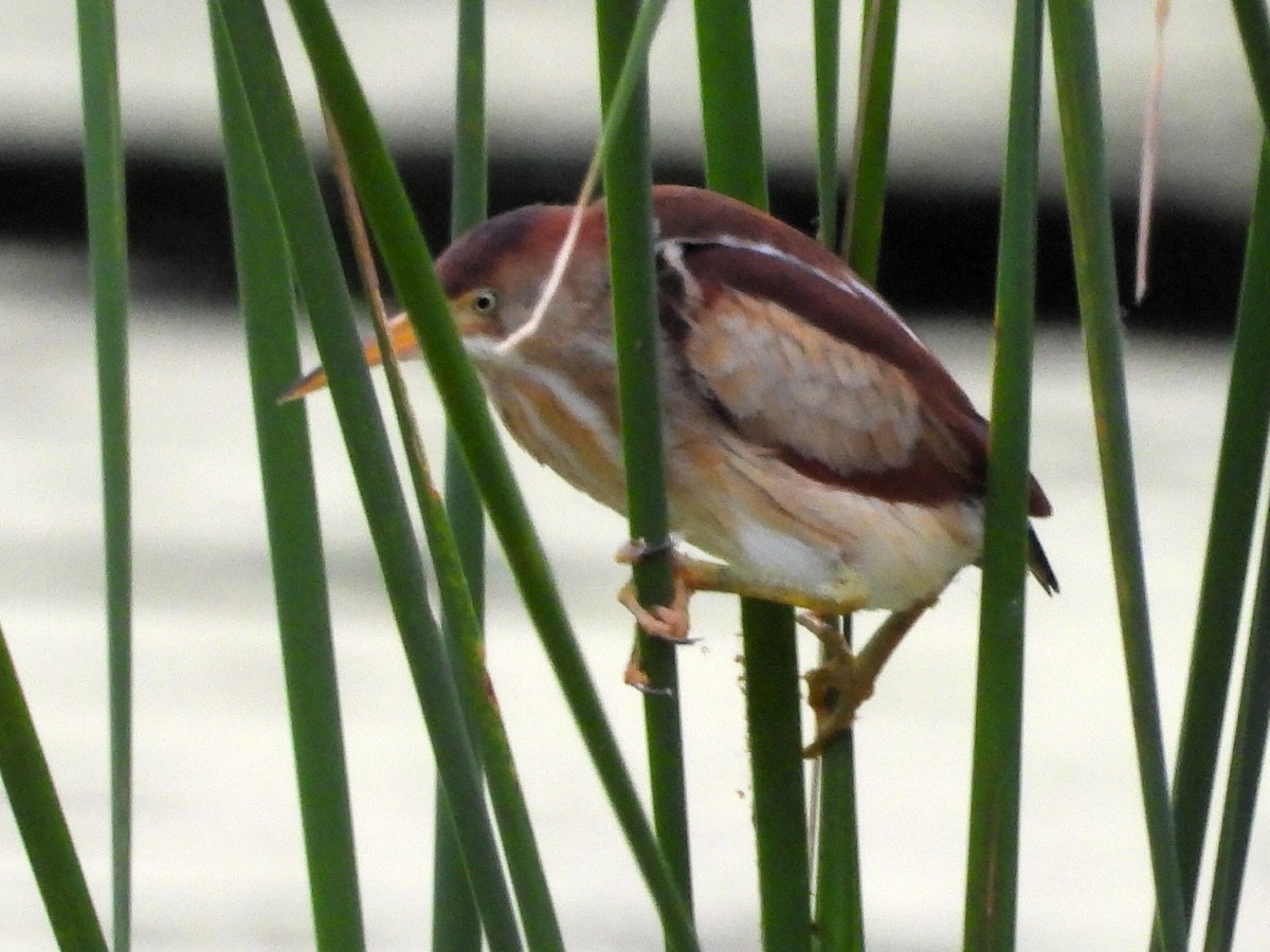 Least Bittern - ML620305137