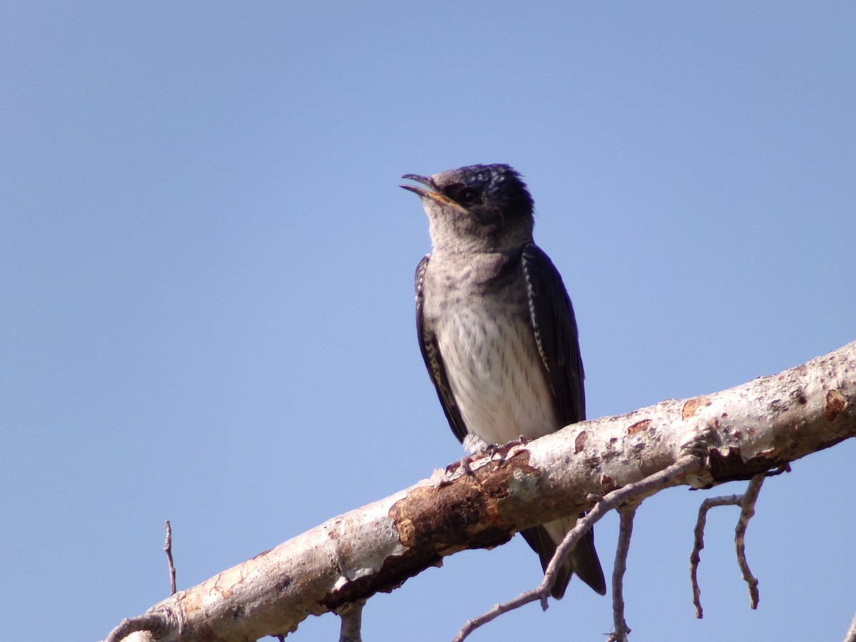 Purple Martin - ML620305153