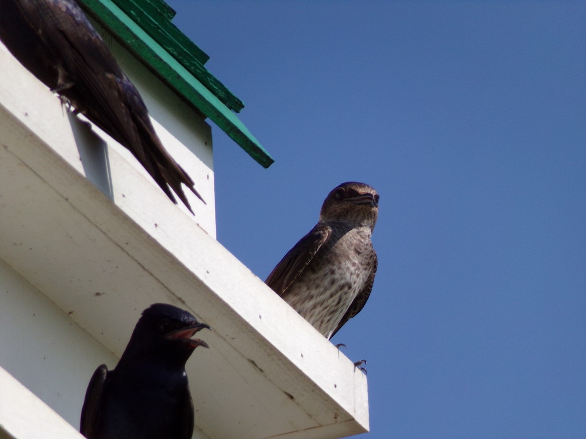 Purple Martin - ML620305156