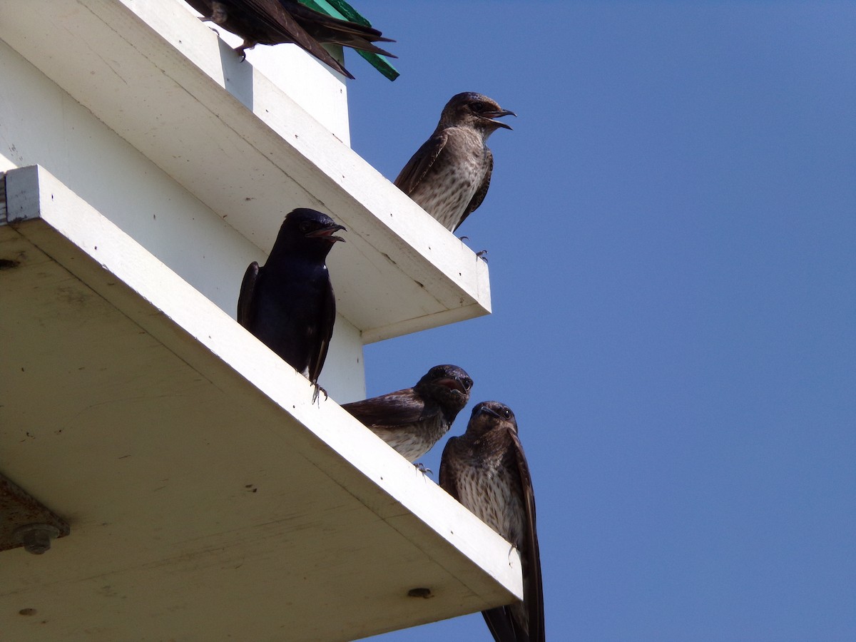 Purple Martin - ML620305157