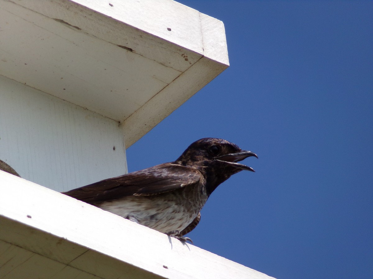 Purple Martin - ML620305158