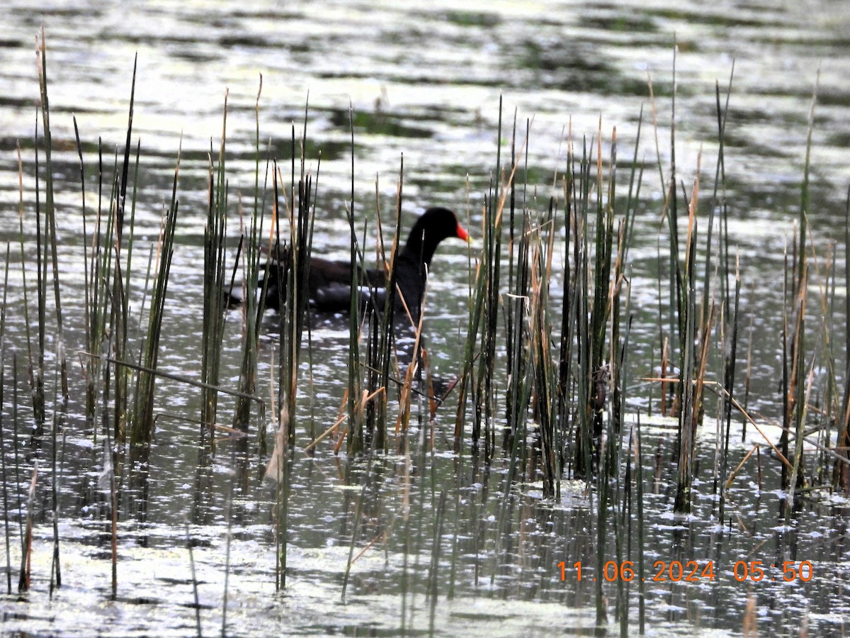 Common Gallinule - ML620305162