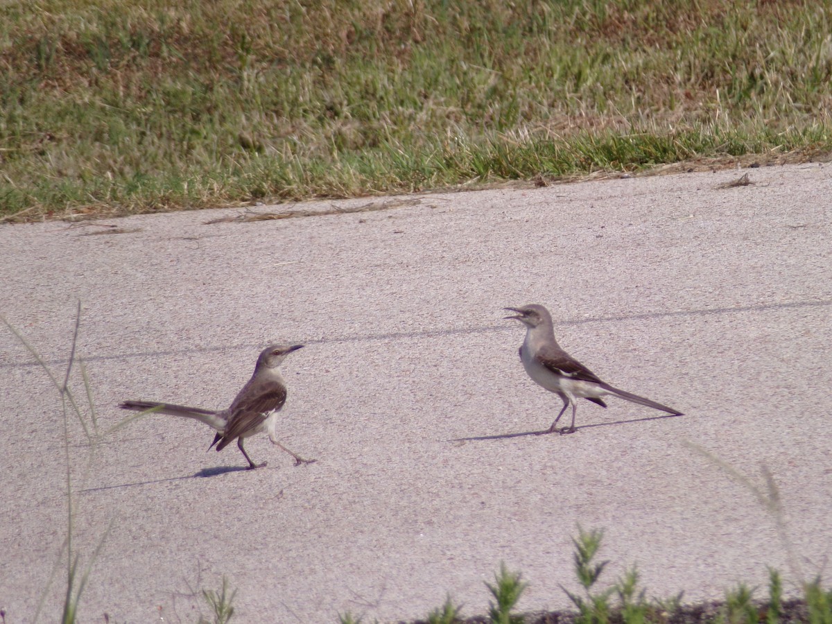 Northern Mockingbird - ML620305164