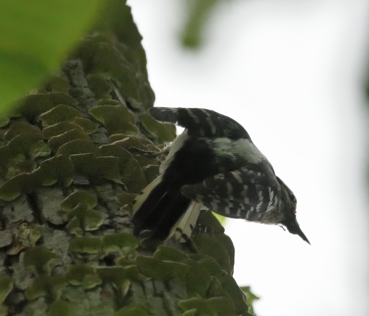 Hairy Woodpecker - ML620305165