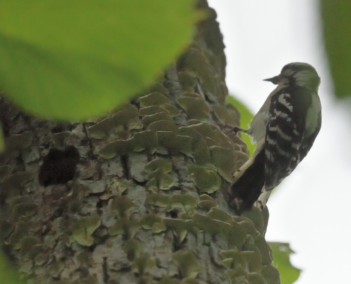 Hairy Woodpecker - ML620305166