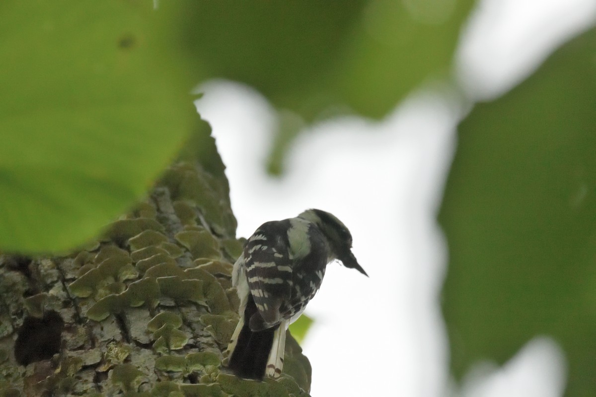 Hairy Woodpecker - ML620305167