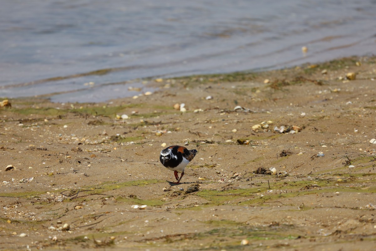 Ruddy Turnstone - ML620305169