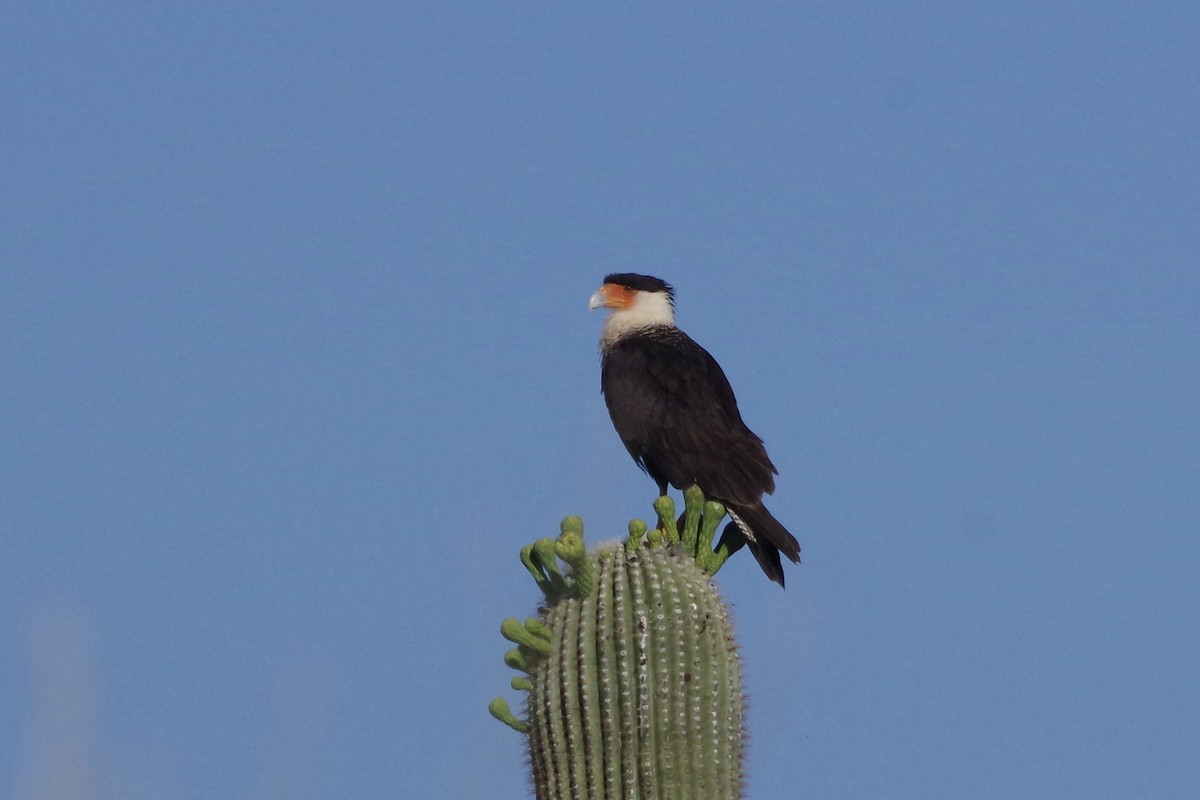 Crested Caracara - ML620305173