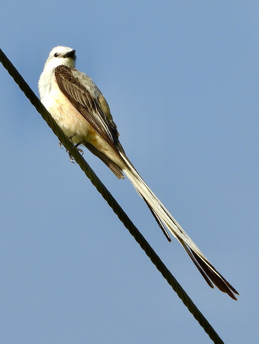 Scissor-tailed Flycatcher - ML620305181