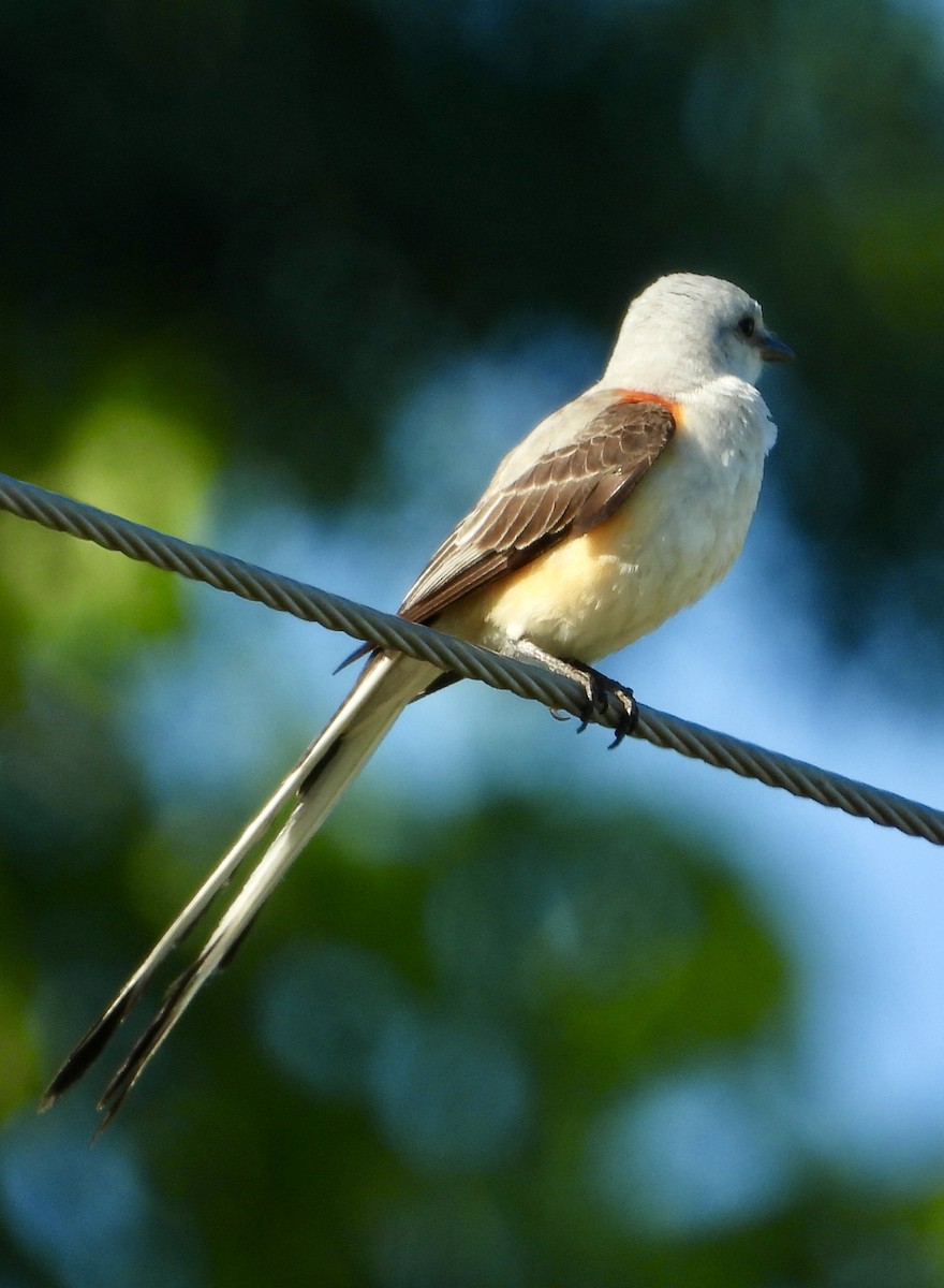 Scissor-tailed Flycatcher - ML620305184