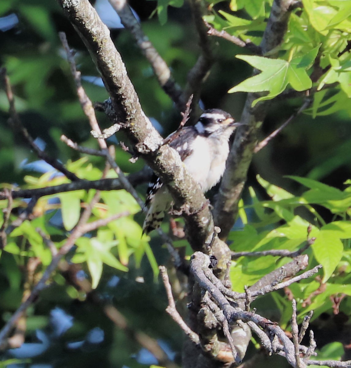 Downy Woodpecker - ML620305189