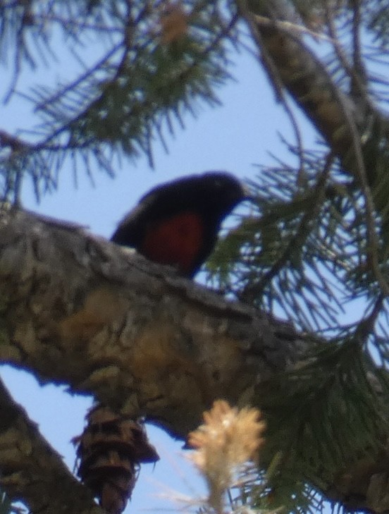 Painted Redstart - ML620305192