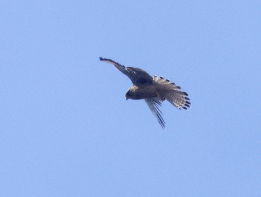 Eurasian Kestrel - ML620305193