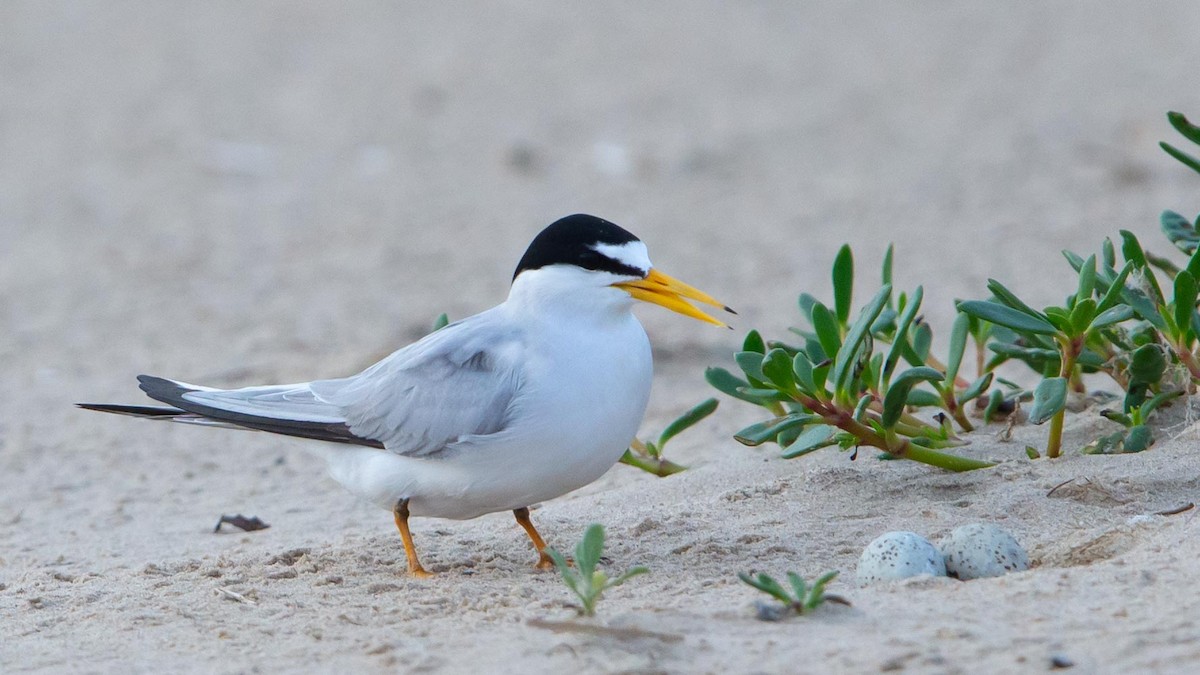 Least Tern - ML620305194