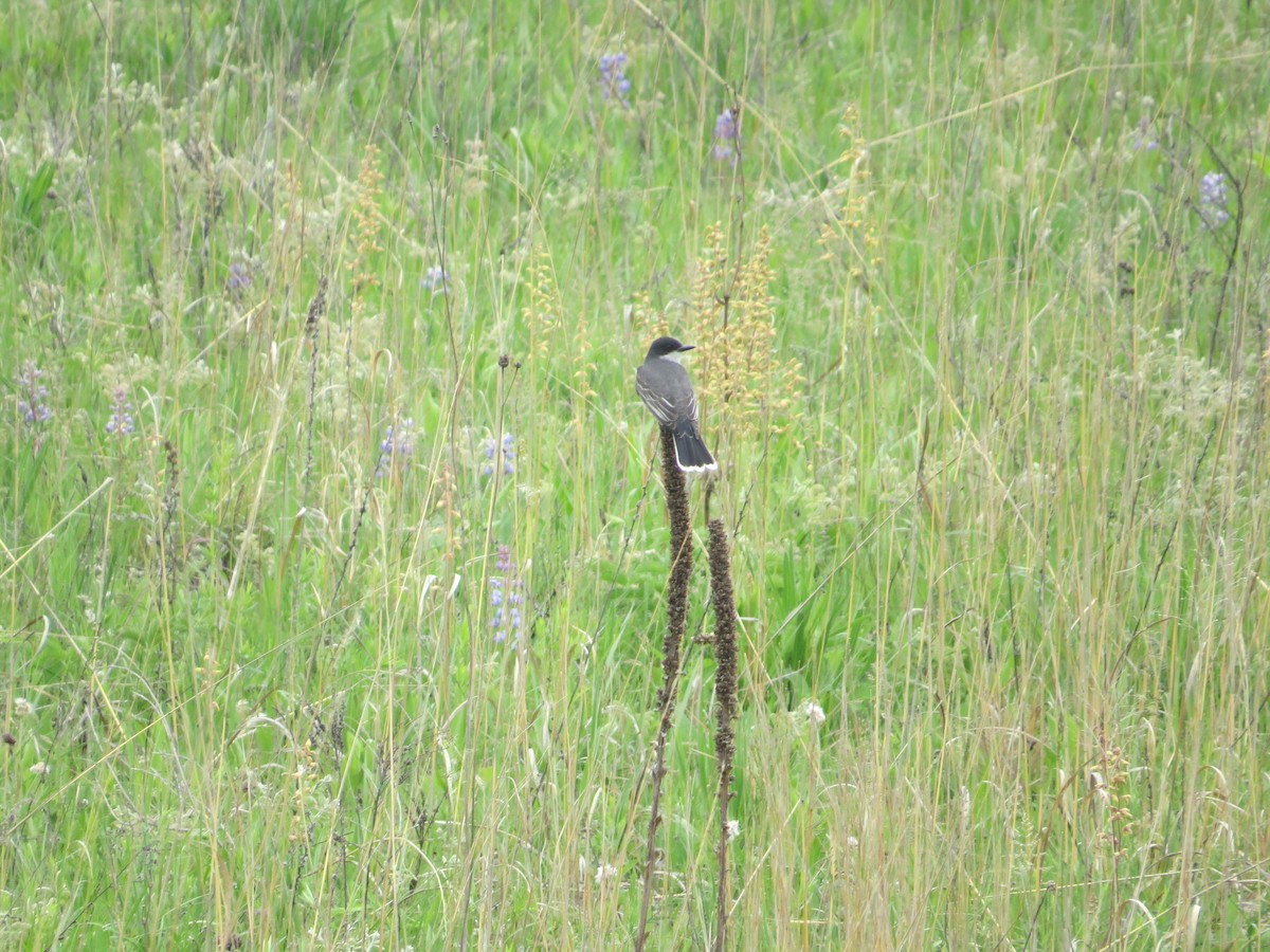 Eastern Kingbird - ML620305197