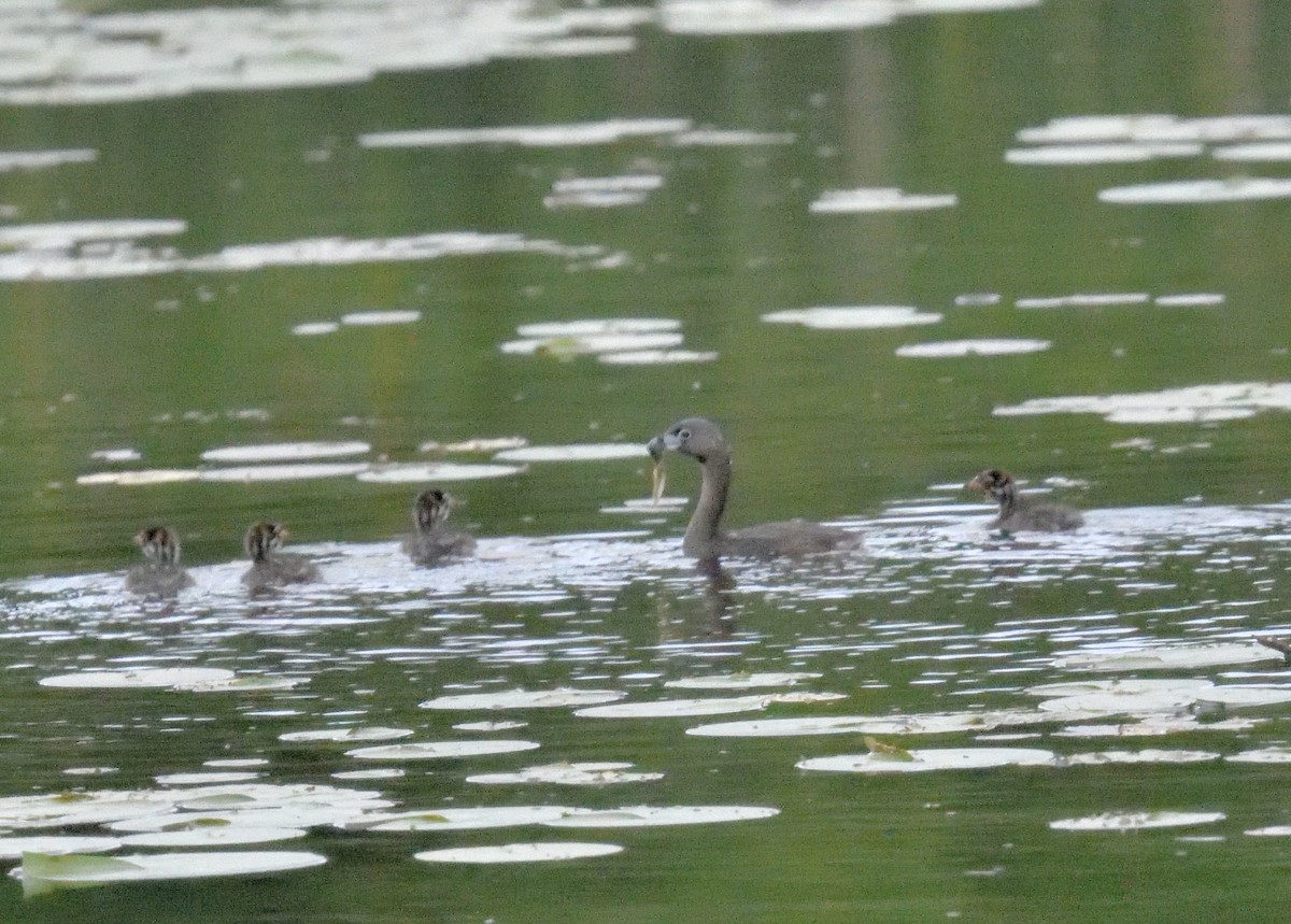 Pied-billed Grebe - ML620305200