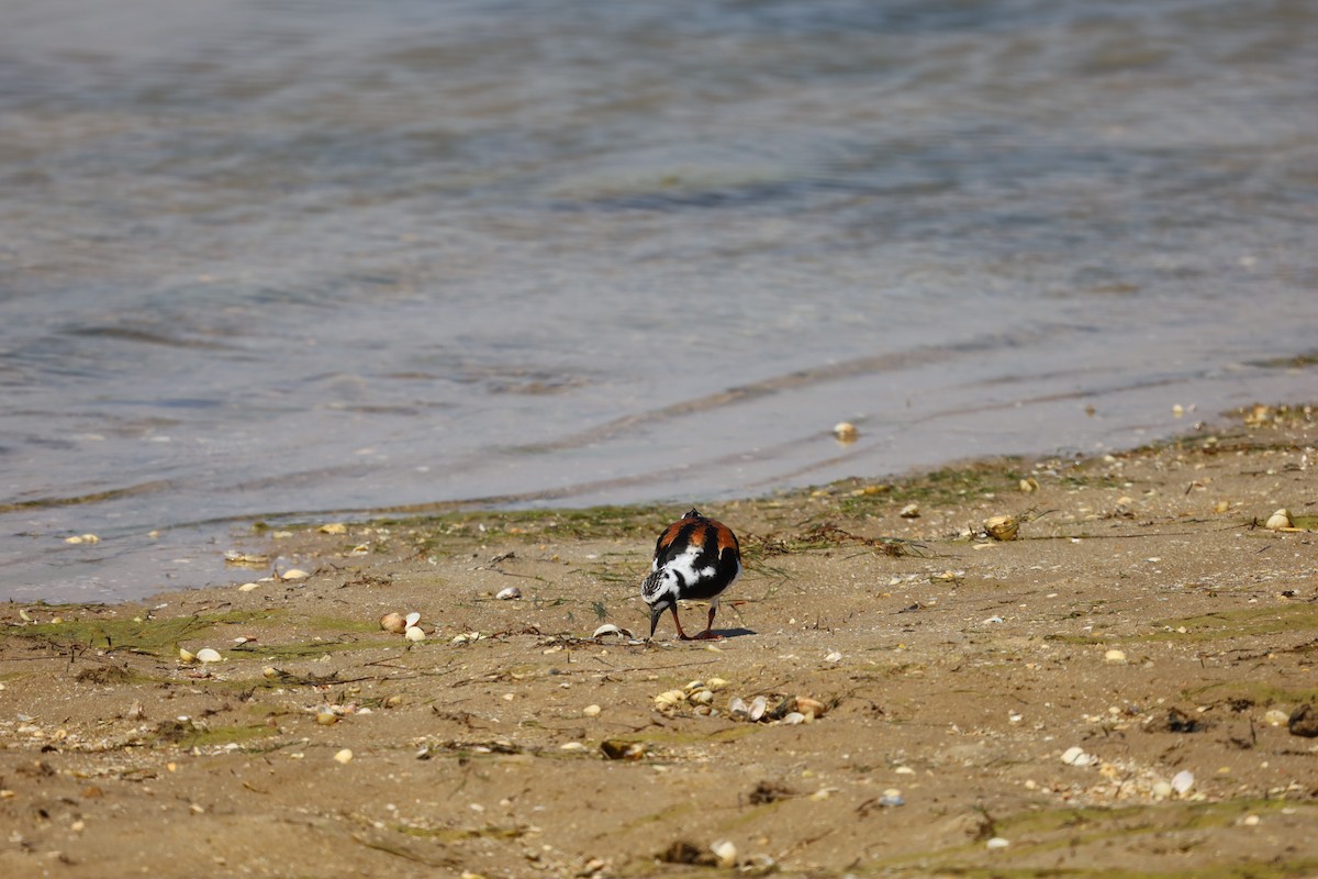 Ruddy Turnstone - ML620305202