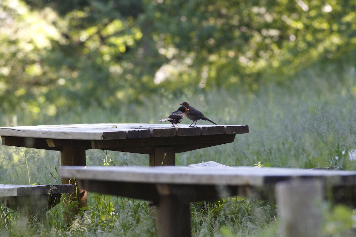 Eurasian Blackbird - ML620305204