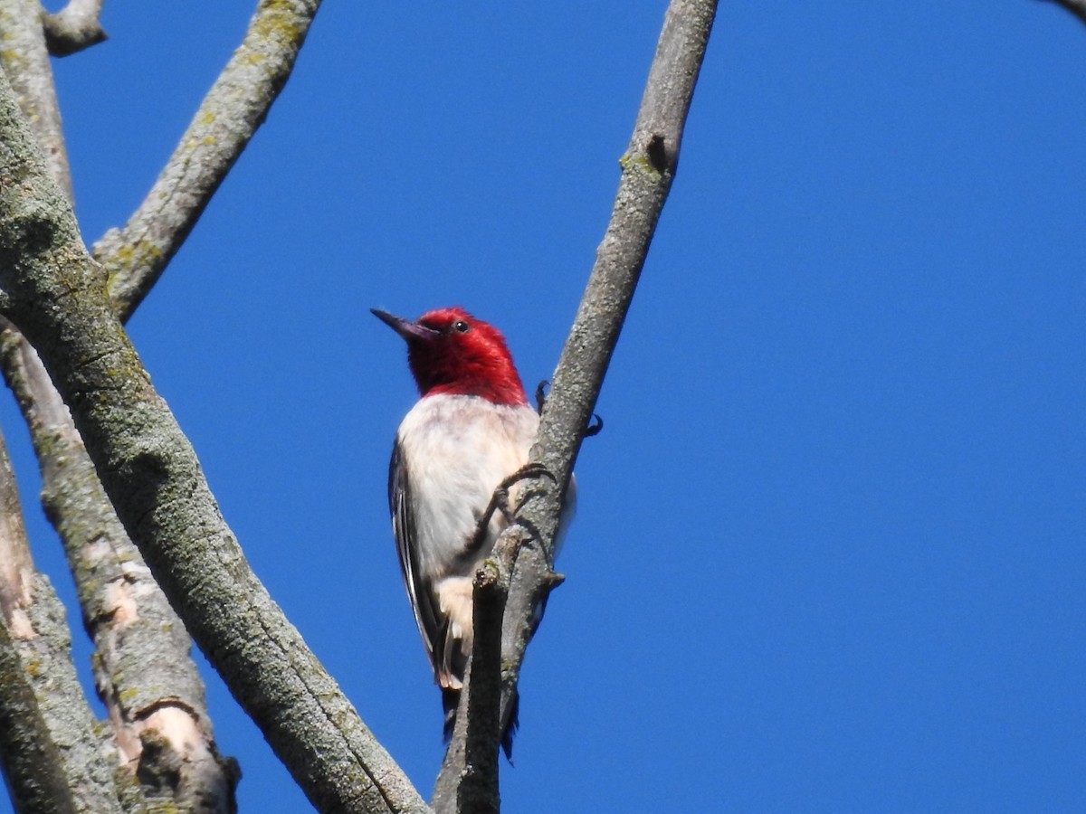 Red-headed Woodpecker - ML620305206