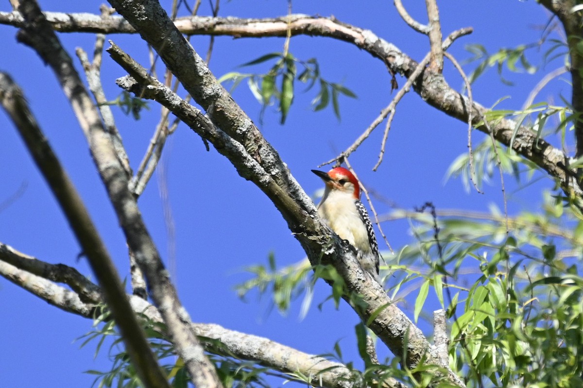 Red-bellied Woodpecker - ML620305208