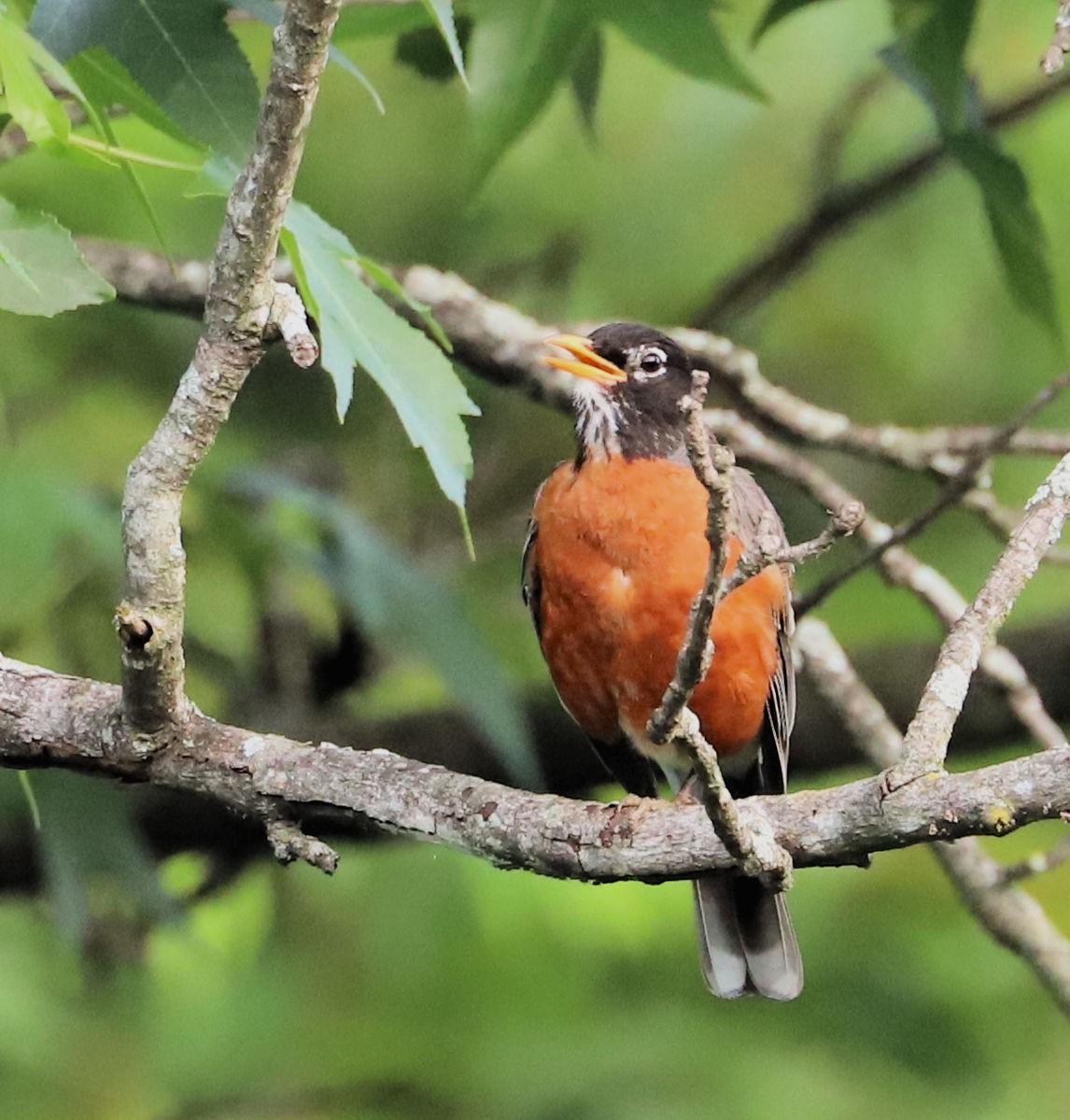 American Robin - ML620305233