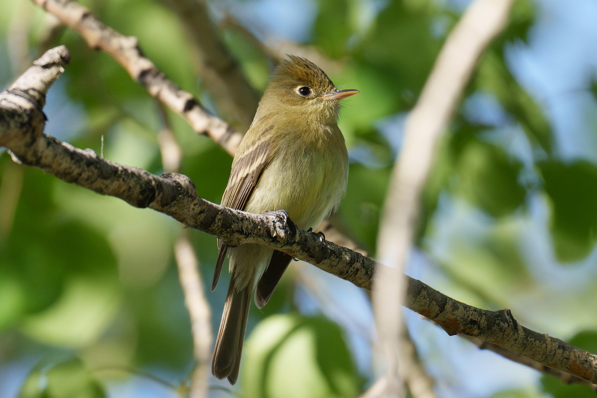 Western Flycatcher (Cordilleran) - ML620305237