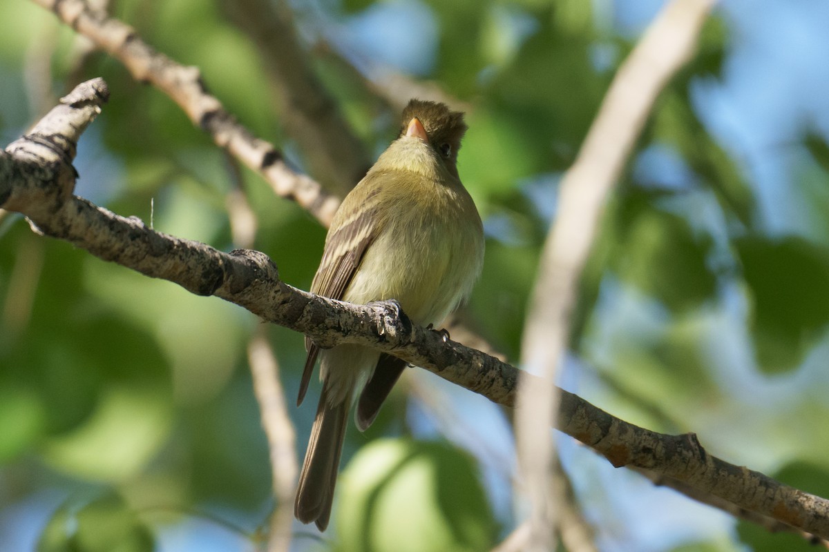 Western Flycatcher (Cordilleran) - ML620305238