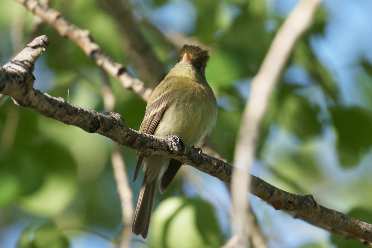 vestempid (occidentalis/hellmayri) (cordilleraempid) - ML620305238