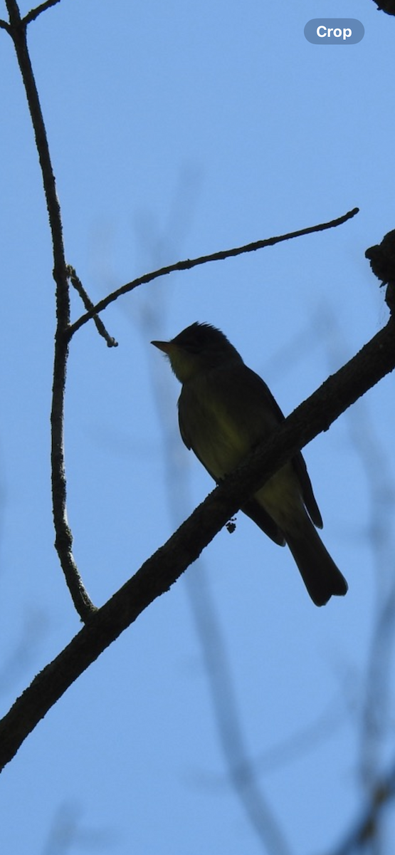 Eastern Wood-Pewee - Julie Bruner